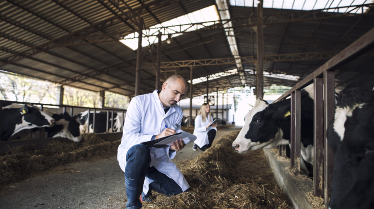 Group of veterinarians doctor checking health status of cattle at cows farm.